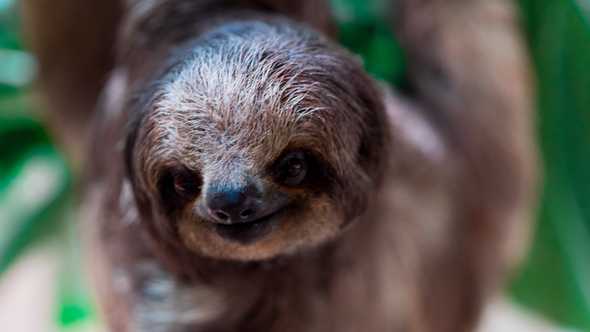 Oblivious Sloth