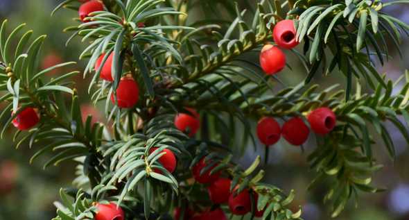 Berries of a Yew Tree